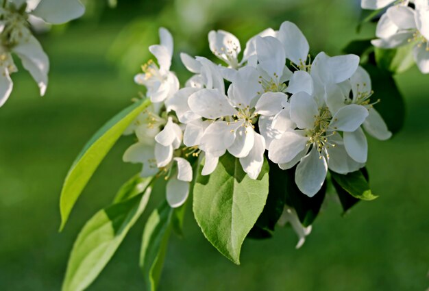 Witte bloemen van bloeiende boom