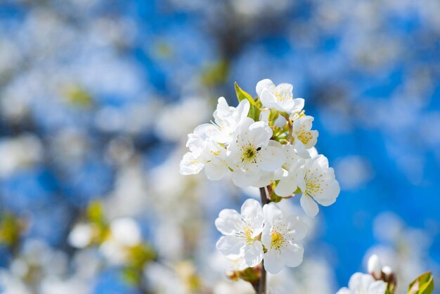 Witte bloemen van bloeiende sakuraboom in het voorjaar. selectieve focus