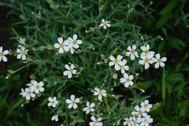 Witte bloemen van Cerastium in de tuin