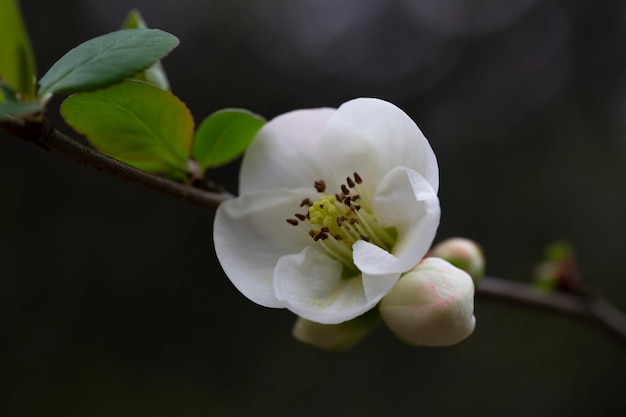 Witte bloemen van de Japanse kwartel Bloemrijke voorjaars achtergrond