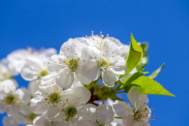Witte bloemen van de kersenbloesem op een lentedag over blauwe hemel