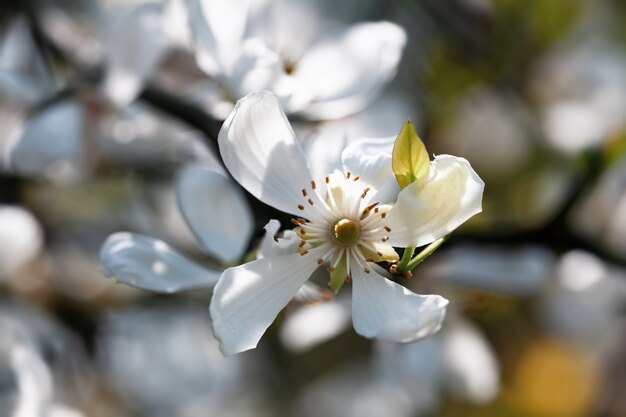 Witte bloemen van de trifoliate sinaasappel, poncirus trifoliata of citrus trifoliata is ook bekend als de japanse bittere sinaasappel, winterharde sinaasappel of chinese bittere sinaasappel