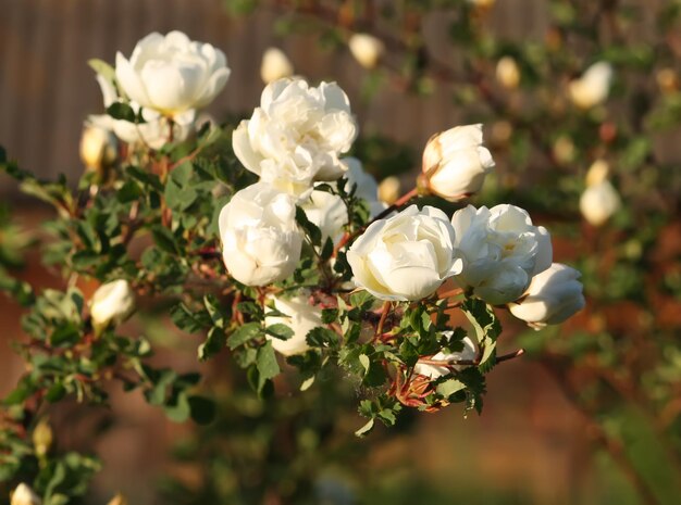 Witte bloemen van doornroos in een zomerpark Rose Alba