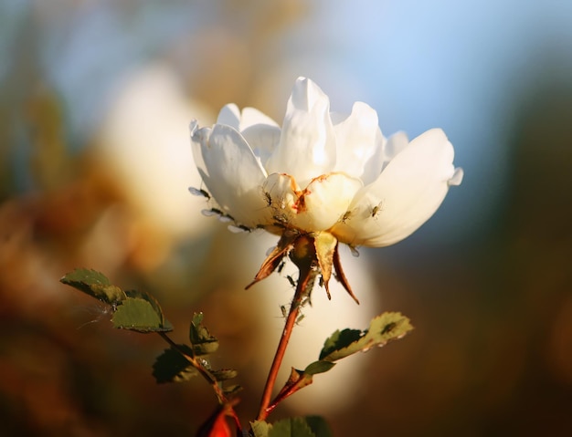 Witte bloemen van doornroos in een zomerpark Rose Alba