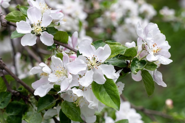 Witte bloemen van een bloeiende appelboom op een lentedag buiten Mooie bloeiende fruitbomen Natuurlijke achtergronden