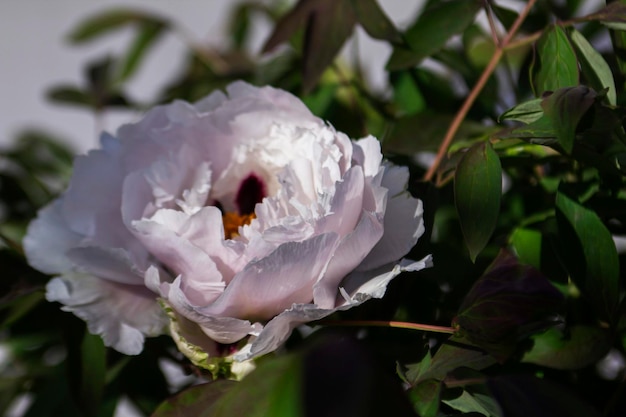 Witte bloemen van een boompioen in een stadspark