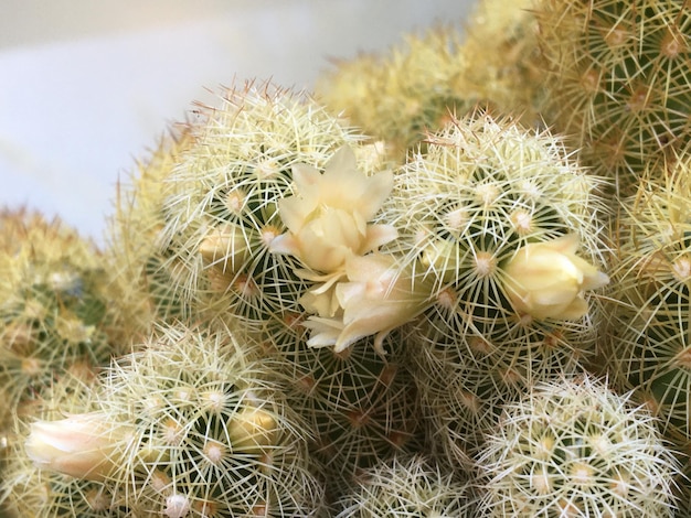 witte bloemen van een cactus