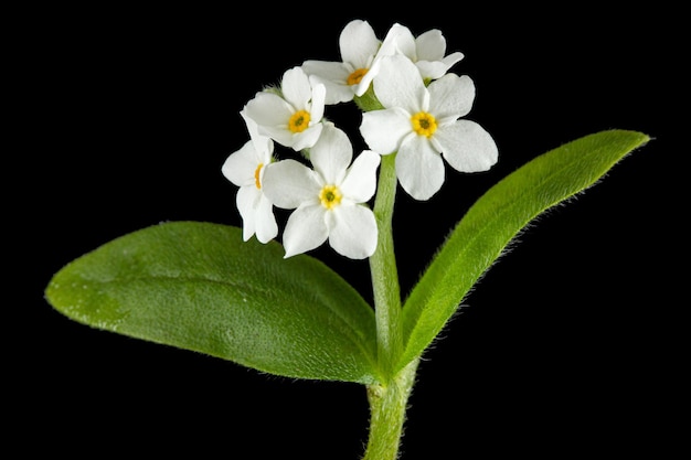 Witte bloemen van Forgetmenot Myosotis arvensis geïsoleerd op zwarte achtergrond