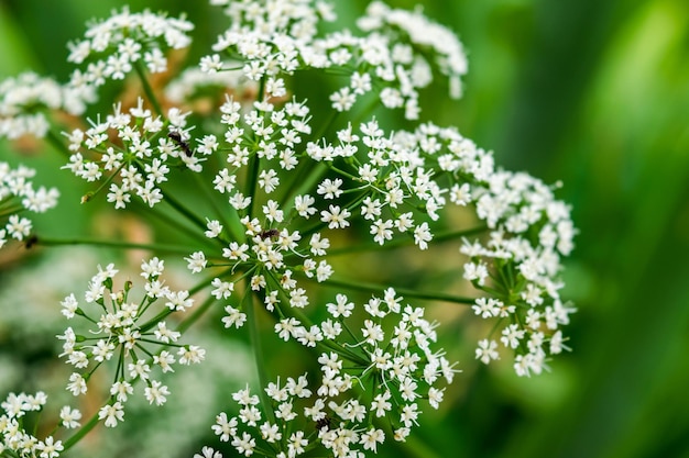 Witte bloemen van gewone jichtkruid Aegopodium is een meerjarige kruidachtige parapluplant Horizontale foto