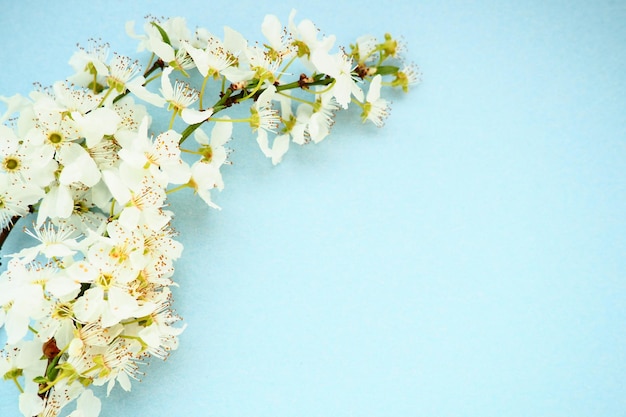 Witte bloemen van gewone vogelkers op een blauwe achtergrond Ruimte voor tekst kopiëren Heldere kaart voor de vakantie of uitnodiging Lentetijd