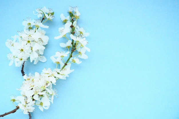 Witte bloemen van gewone vogelkers op een blauwe achtergrond Ruimte voor tekst kopiëren Heldere kaart voor de vakantie of uitnodiging Lentetijd