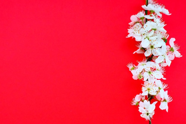 Witte bloemen van gewone vogelkers op een rode achtergrond Kopieer ruimte voor tekst Heldere kaart voor de vakantie of uitnodiging Lentetijd