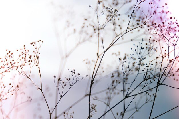 Witte bloemen van gypsophila wazig en vaag planten achtergrond close-up van delicate baby's adem