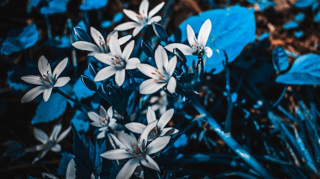 Witte bloemen van jasmijn groeien in gras Bloem met witte bloemblaadjes en gele ranken in het midden Foto in blauwe tint Donkere nachtfoto