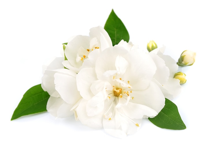 Foto witte bloemen van jasmijn op de witte