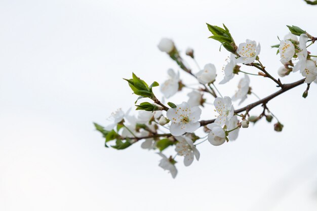 Foto witte bloemen van kers in een zonlicht in het voorjaar