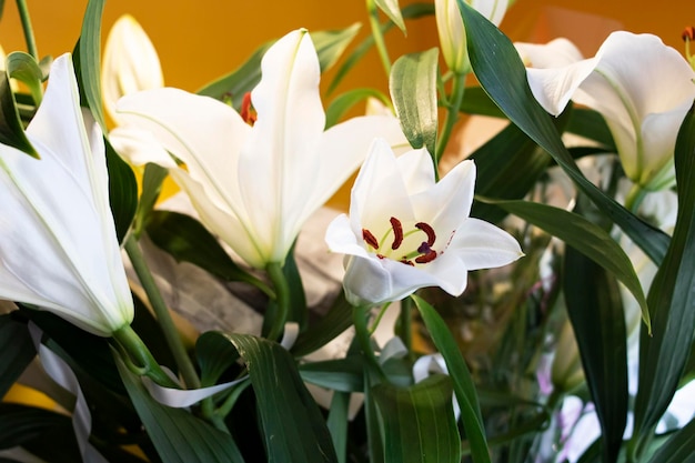 Witte bloemen van lelie met groene bladeren