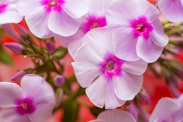 Witte bloemen van phlox (Phlox paniculata)