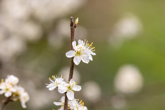 Foto witte bloemen van prunus spinosa op een tak in het voorjaar