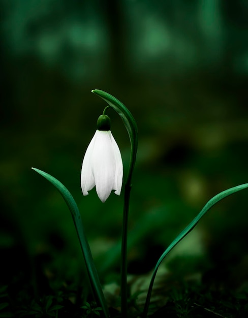 Witte bloemen van sneeuwklokjes vroege lente bloemen natuur behang