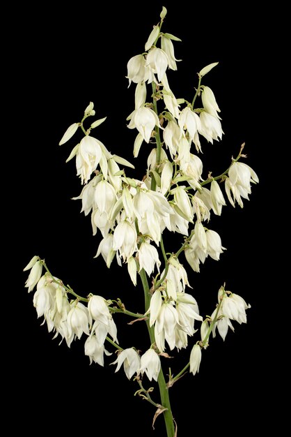 Witte bloemen van yucca geïsoleerd op zwarte achtergrond