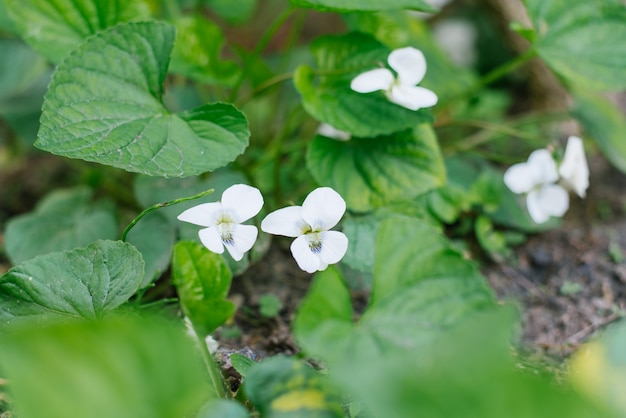 Witte bloemen violette vlinder in de tuinbloei