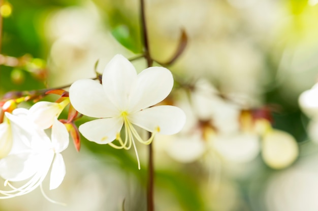 Witte bloemen voor achtergrond.