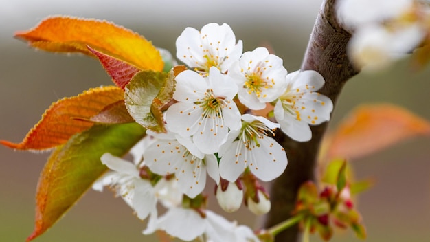 Witte bloemen zoete kers op een boom close-up in zachte lichte kleuren. kersenbloesems