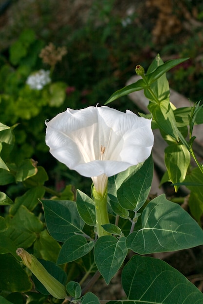 Witte bloemen