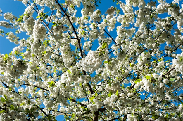 witte bloemen