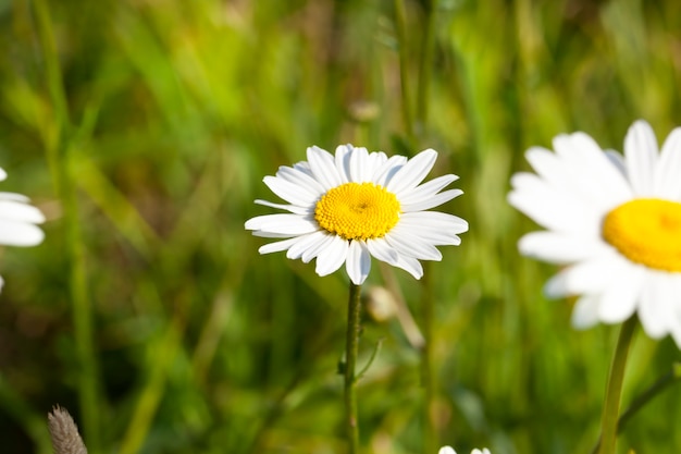 witte bloemen