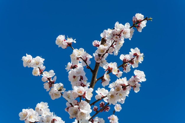 witte bloemen