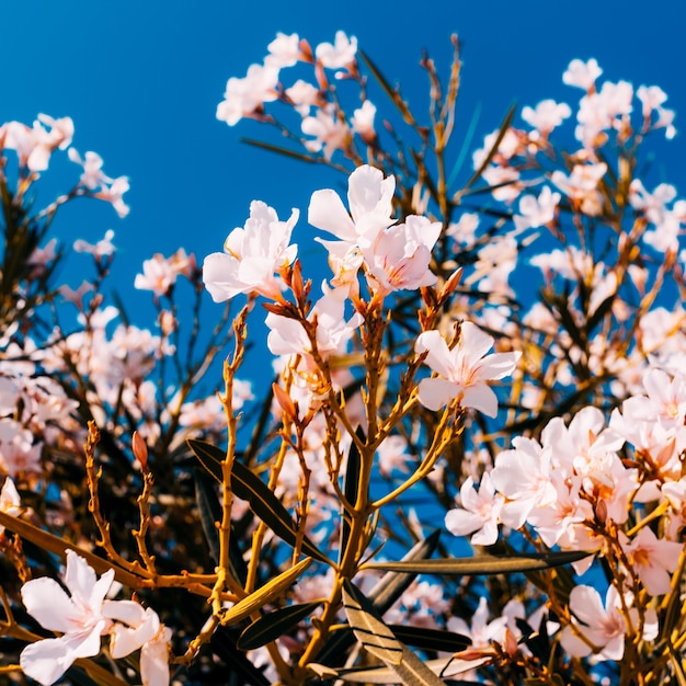 Witte bloemenachtergrond. Minimale stijl