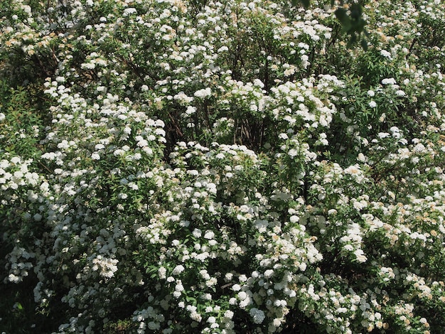 Witte bloemenstruik