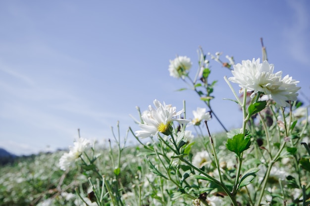 Witte bloemenvelden, Dendranthema morifolium, geteeld in de hooglanden