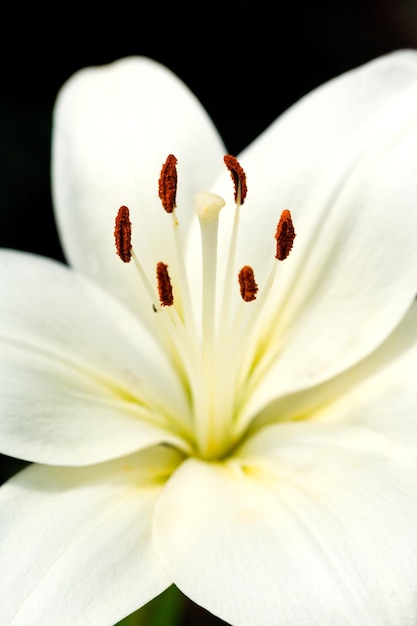 Witte bloemhoofd Lilium candidum