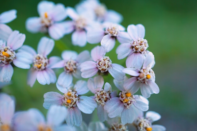 Witte bloeminstallatie in de tuin in de lente