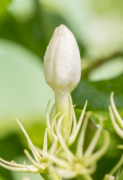 Witte bloemknoppen