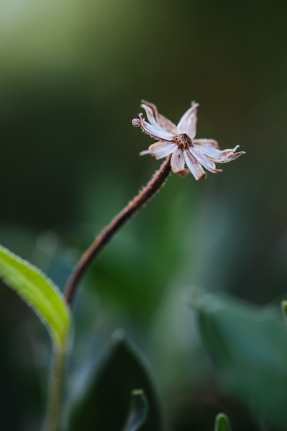 Witte bloemmacro