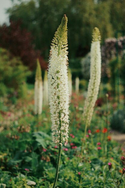 Foto witte bloemplanten in het park