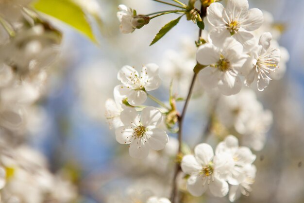 Witte bloesem aan een boom Bloeiende kers Lente