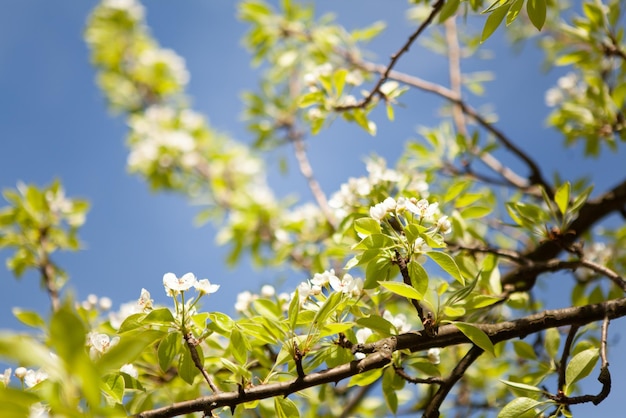 Witte bloesem aan een boom Bloeiende kers Lente