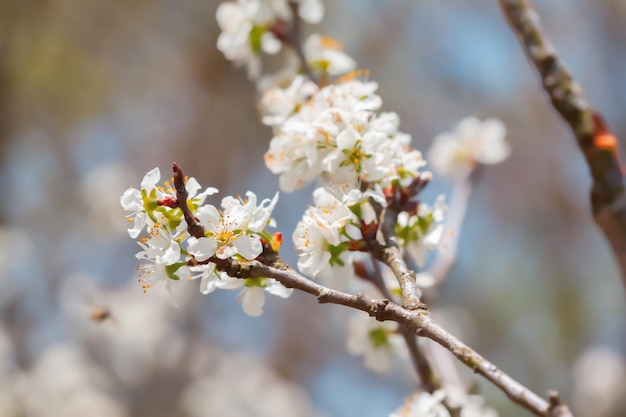 Witte bloesem en bladeren