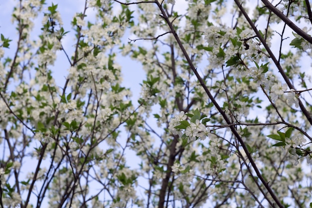 Witte bloesem in de lente