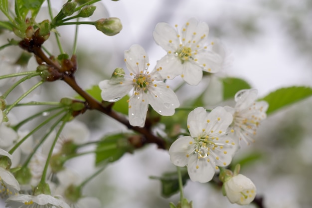 Witte bloesem in de lente