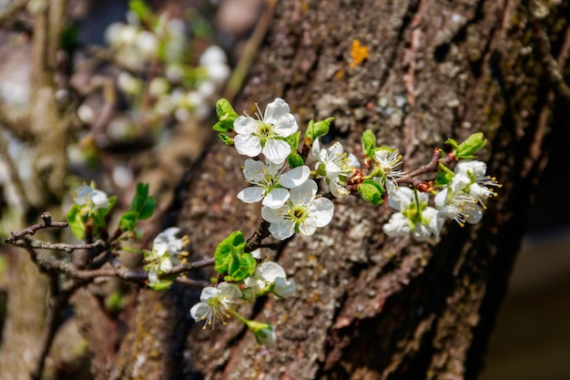 Witte bloesem van kersenpruimenboom