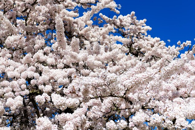 Witte bloesem van sakura bloemen op zonnige blauwe hemel in de lente natuur achtergrond