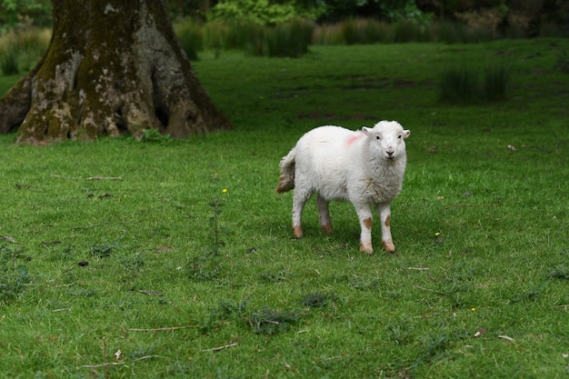 Witte boerderijschapen met rode markering in een dorpsveld in Wales