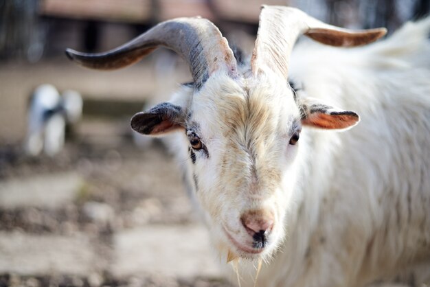 Witte bok die in de camera onderzoekt