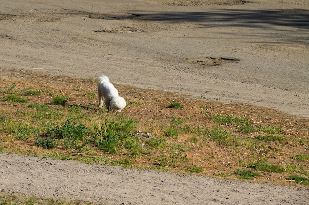 Witte bolognese hond in park